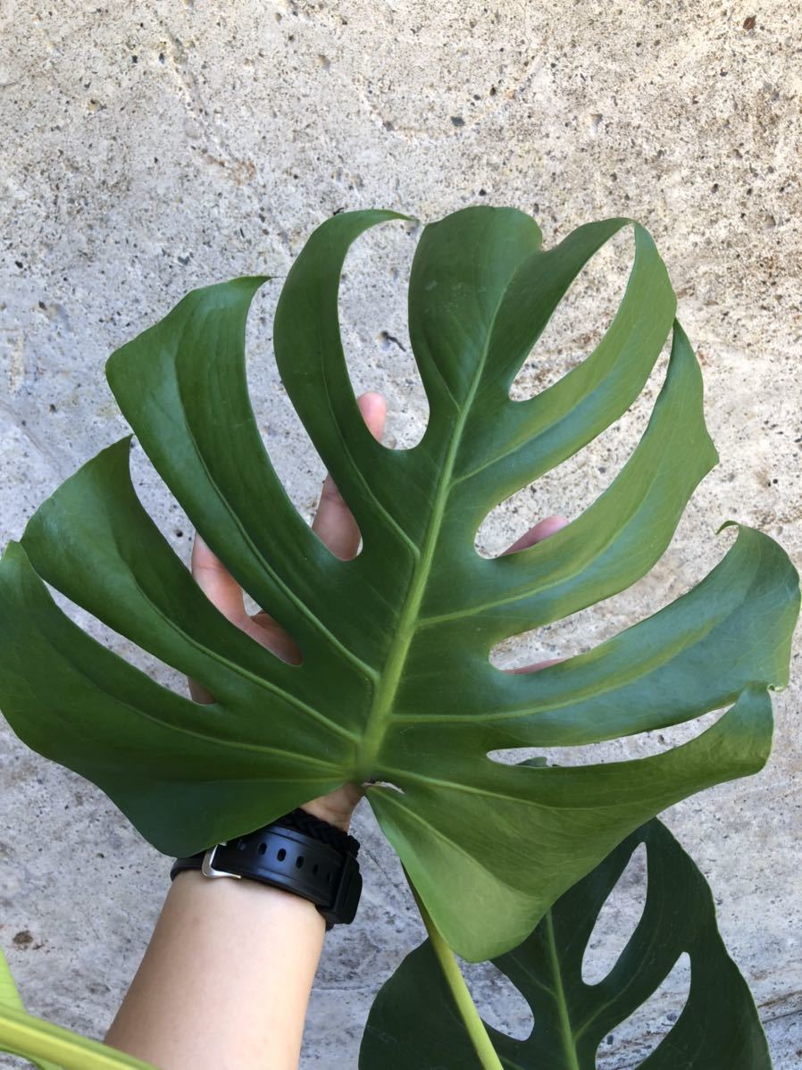 選抜個体】モンステラ デリシオーサ シエラナフォーム／monstera  