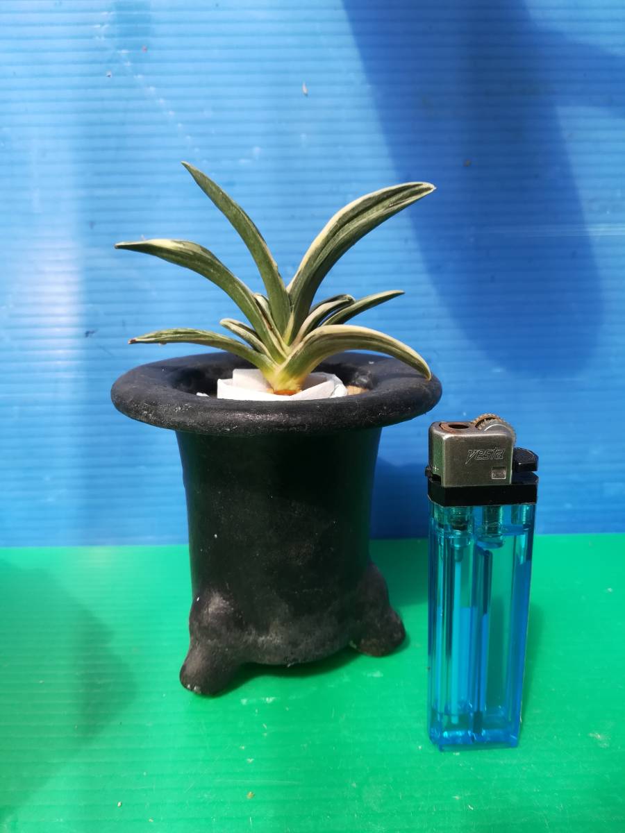 万年青 旭翠 万年青 旭翠 去年のおもと名品展で棚入れした木です、極子苗で