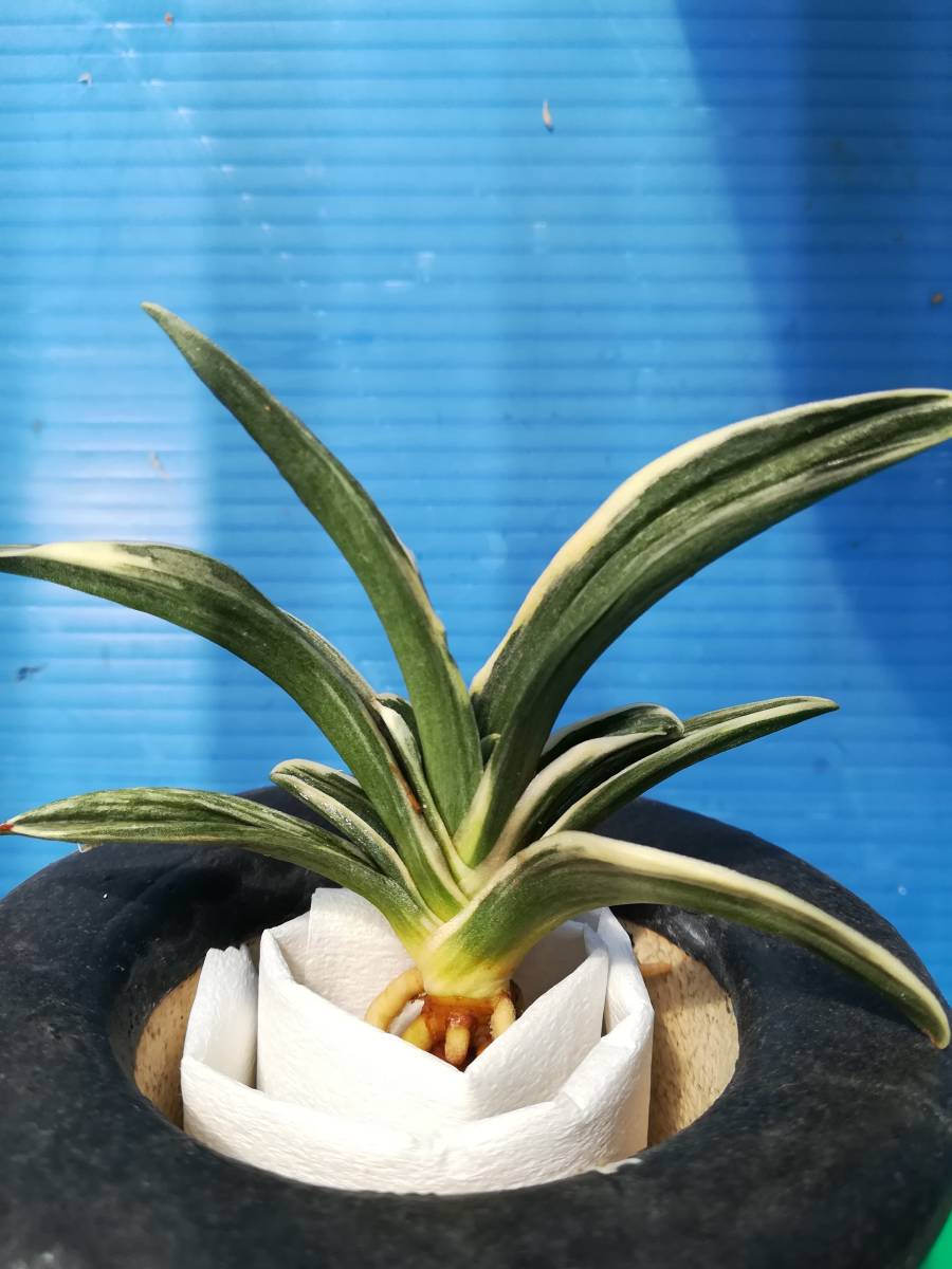 万年青 旭翠 万年青 旭翠 去年のおもと名品展で棚入れした木