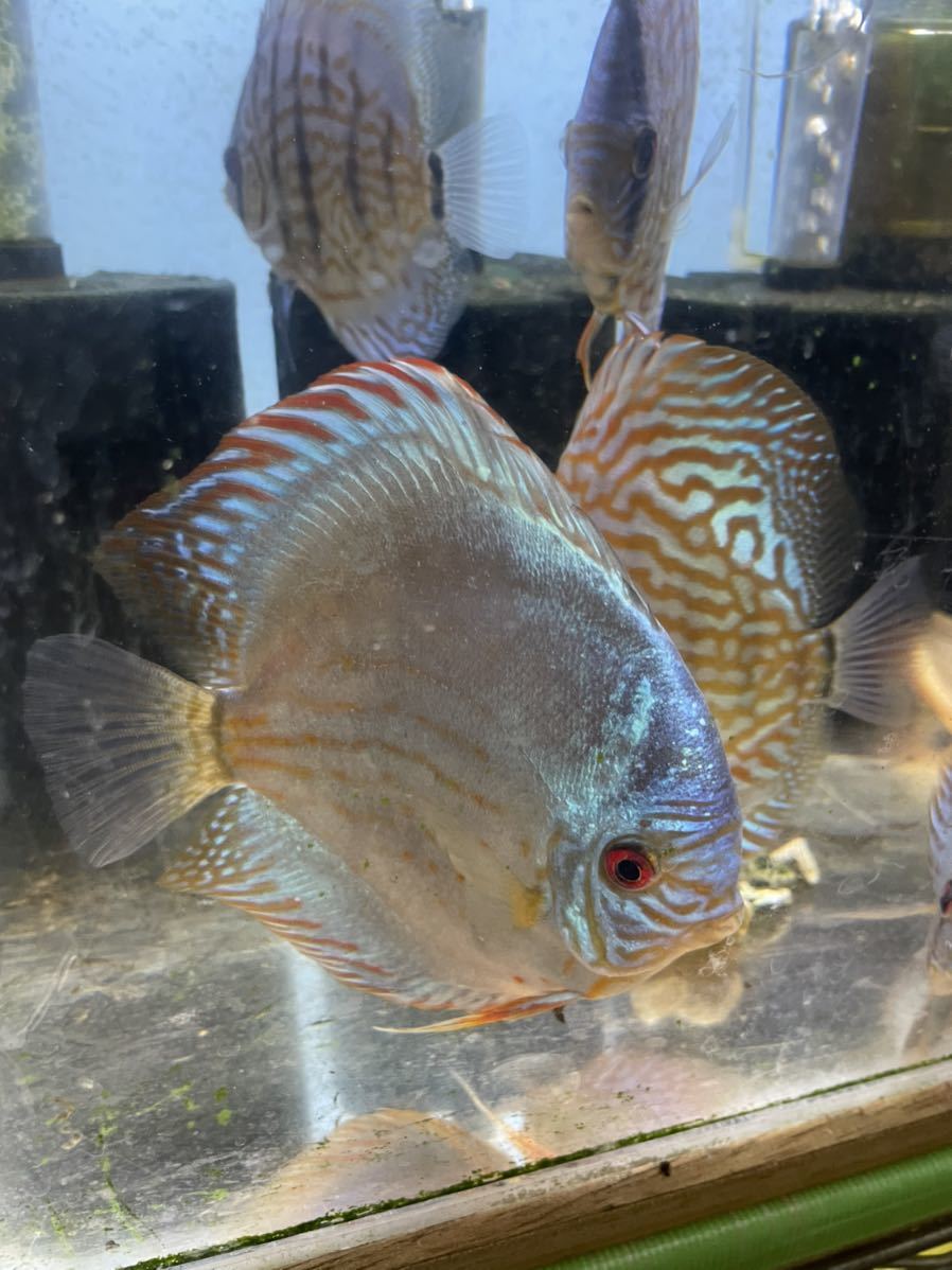 ディスカス 国産モルフォ系 12～13cm （同サイズ在庫8匹）