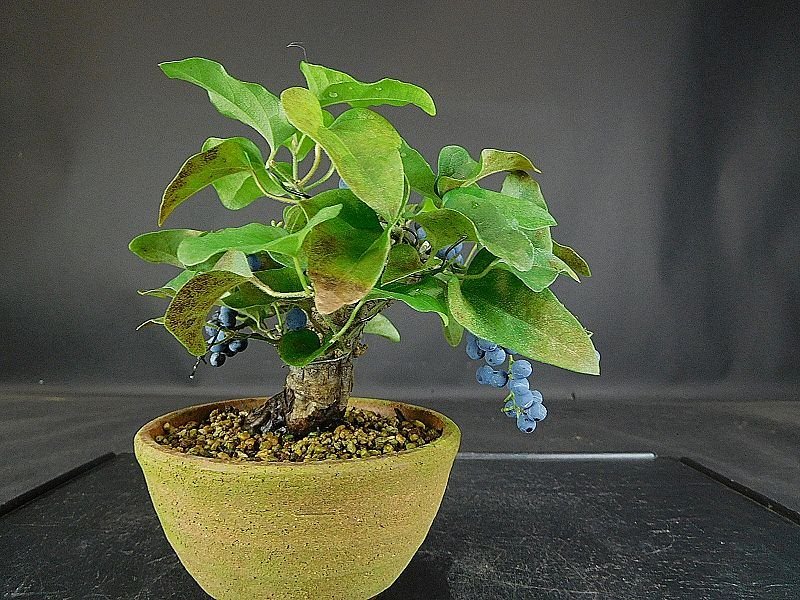 盆栽 青葛藤（アオツヅラフジ）の魅力｜キミのミニ盆栽びより ミニ