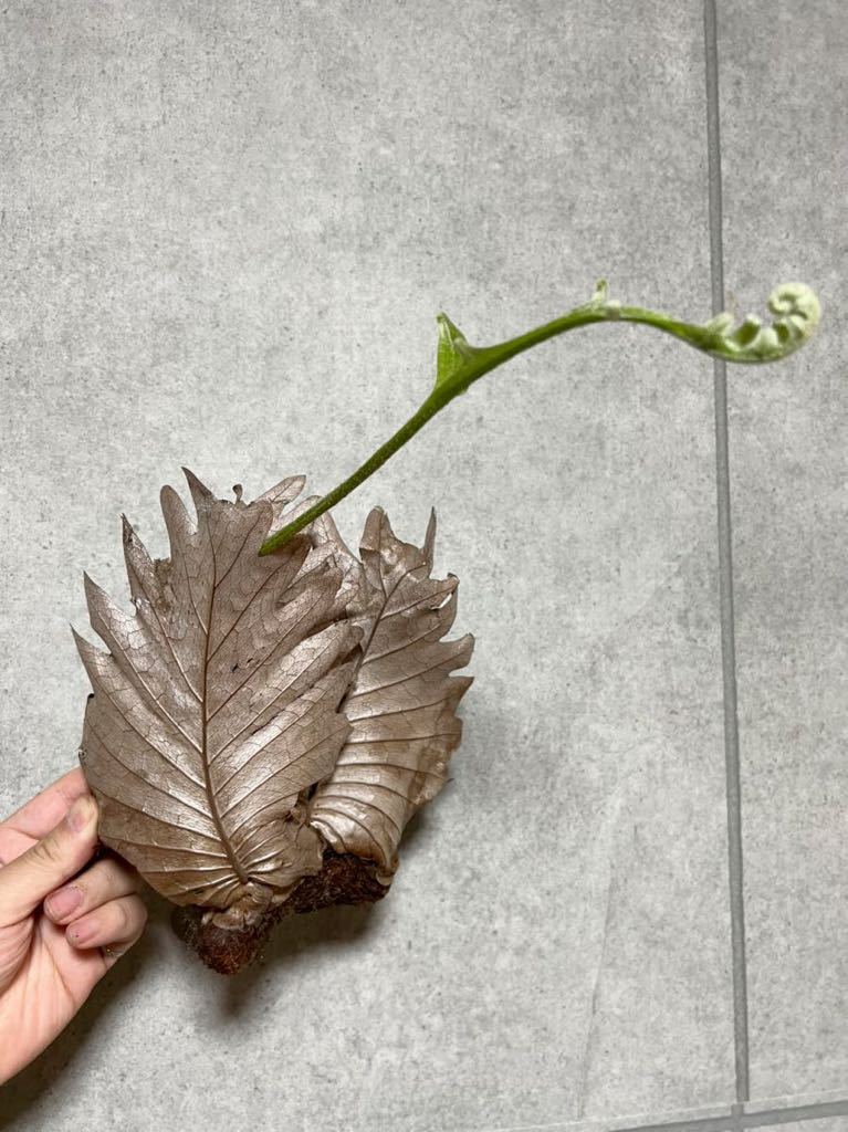  58 ドリナリア クエルシフォリア Drynaria quercifolia PLANET ビカクシダ(ビカクシダ、コウモリラン)｜売買されたオークション情報、yahooの商品情報をアーカイブ公開 - オークファン ビカクシダ、コウモリラン