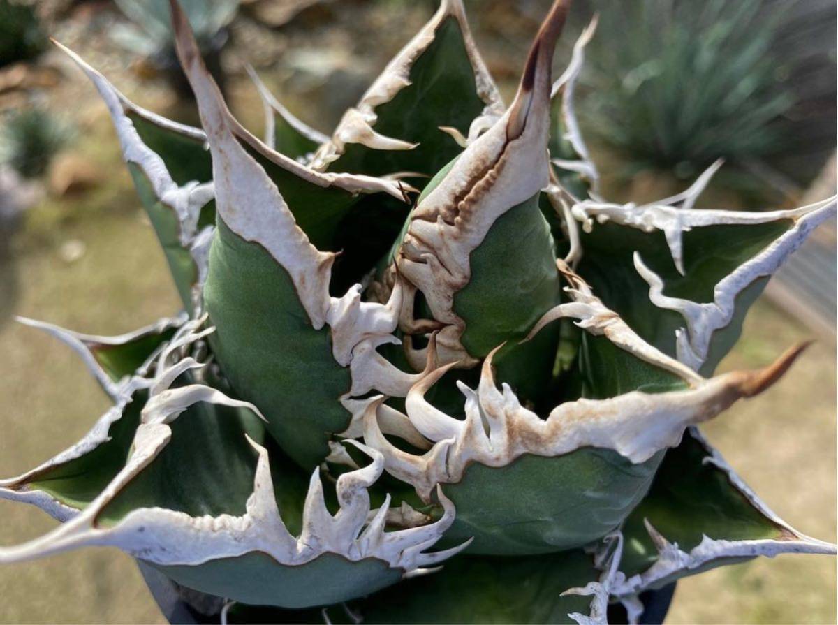 写真現物・鉢ごとアガベ チタノタ 海王（中〜大株） 超優良血統 海王