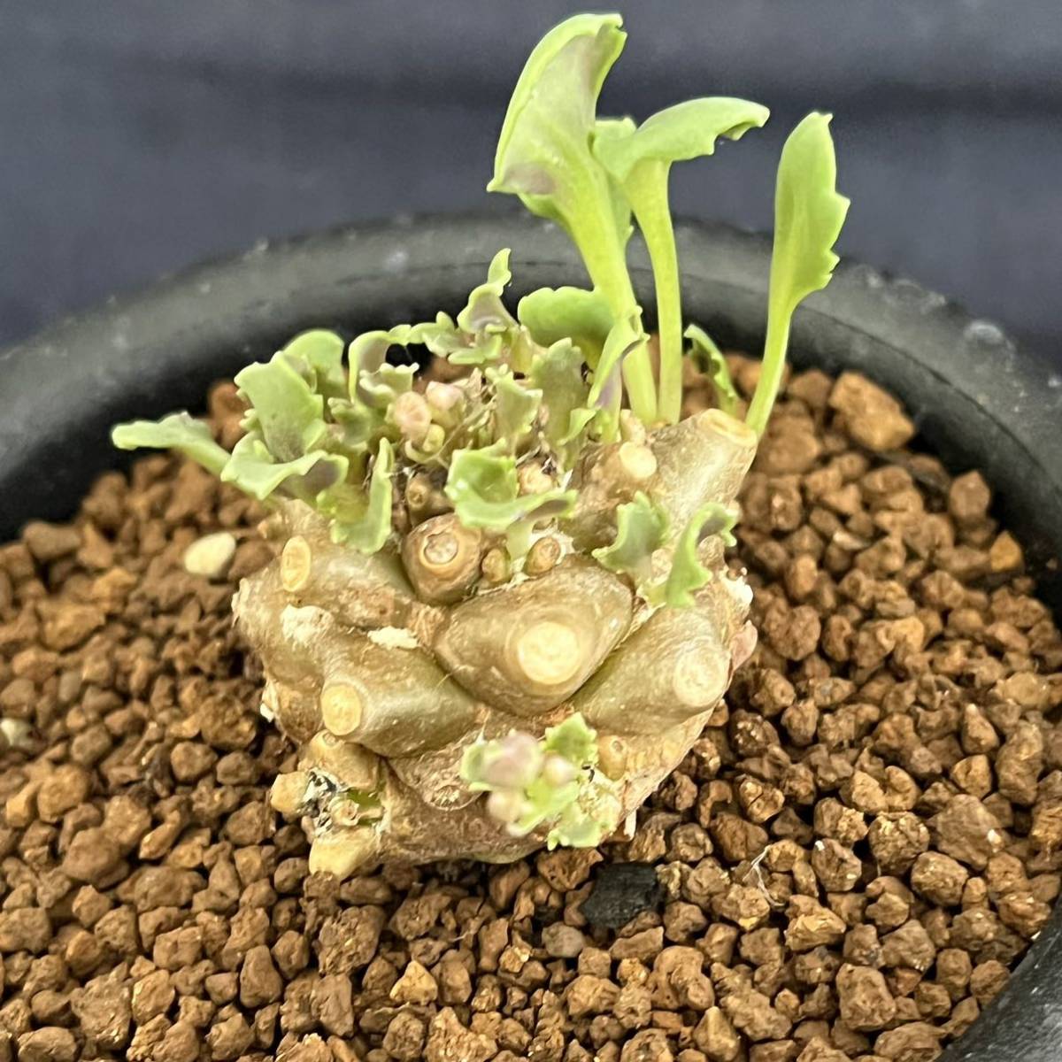 美株】アデニアグラウカ 塊根植物 コーデックス アデニア 多肉植物 