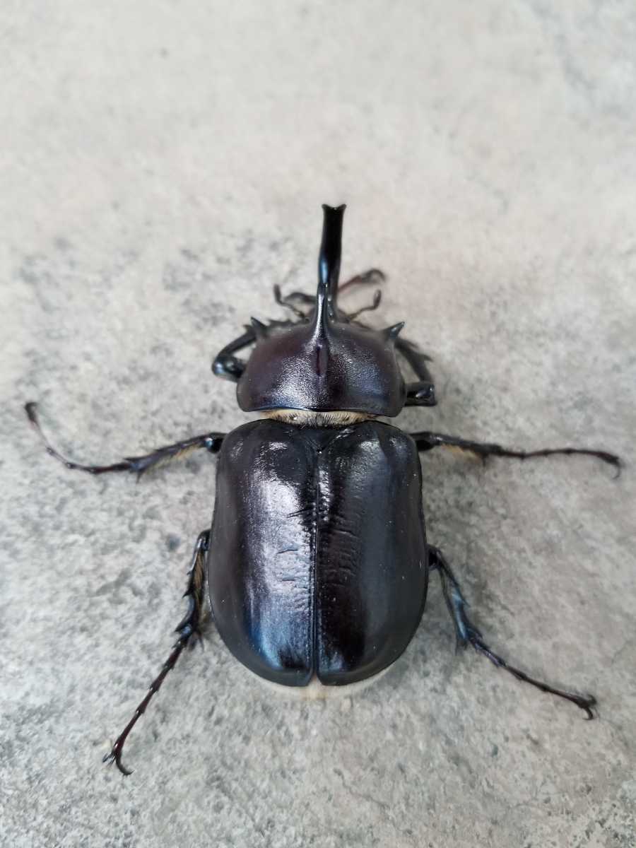 発送日限定 パチェコヒメゾウカブト ♂53mm ♀40mm ペア 即ブリ 【公式