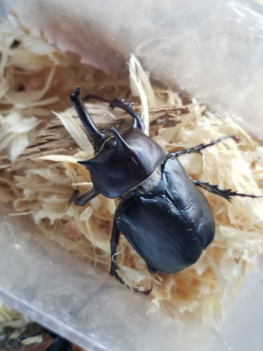 発送日限定 パチェコヒメゾウカブト ♂53mm ♀40mm ペア 即ブリ 【公式