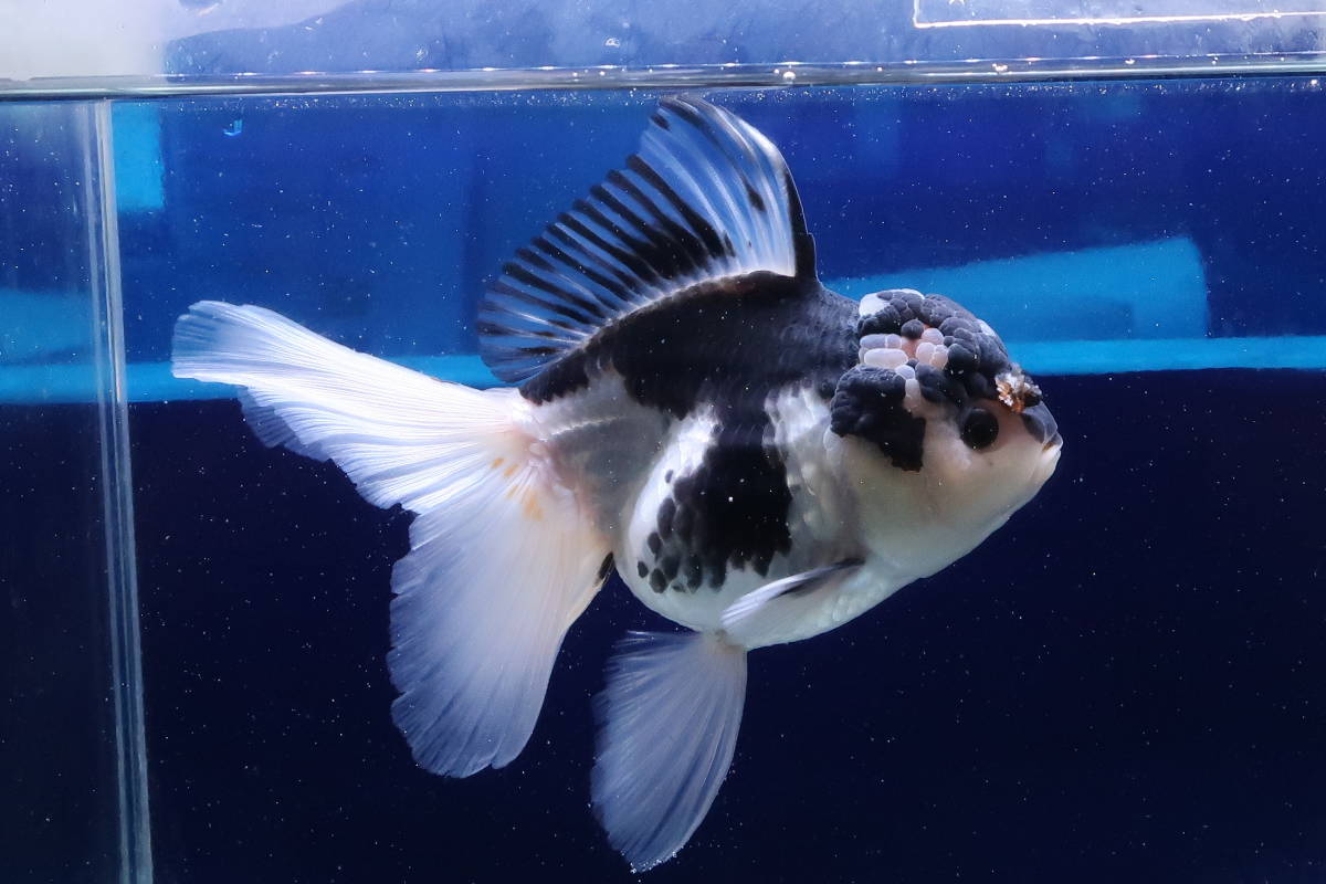 バトスピ 青の世界⁄青き異神 リバイバル シークレット バトスピ 青の