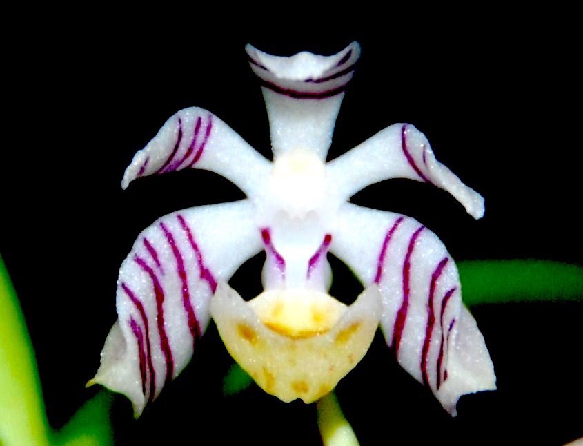 洋蘭原種 (717) 素晴らしい香りの蘭 Trichoglottis pusilla トリコグロ