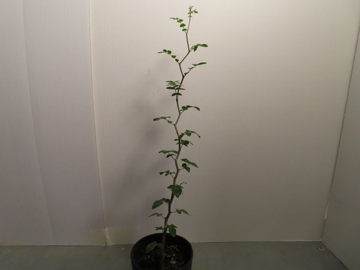 ヘ5098 「実生」コミフォラ モンストローサ【塊根植物・種から発芽
