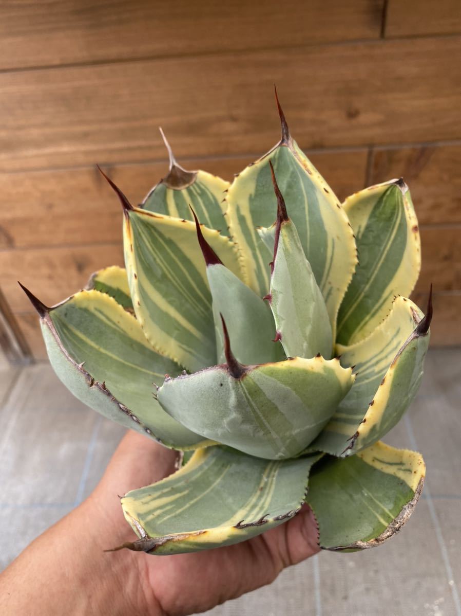 Agave Panachée 'Lime Streak' - Agave Parryi Var Truncata - Plante Grasse Rare
