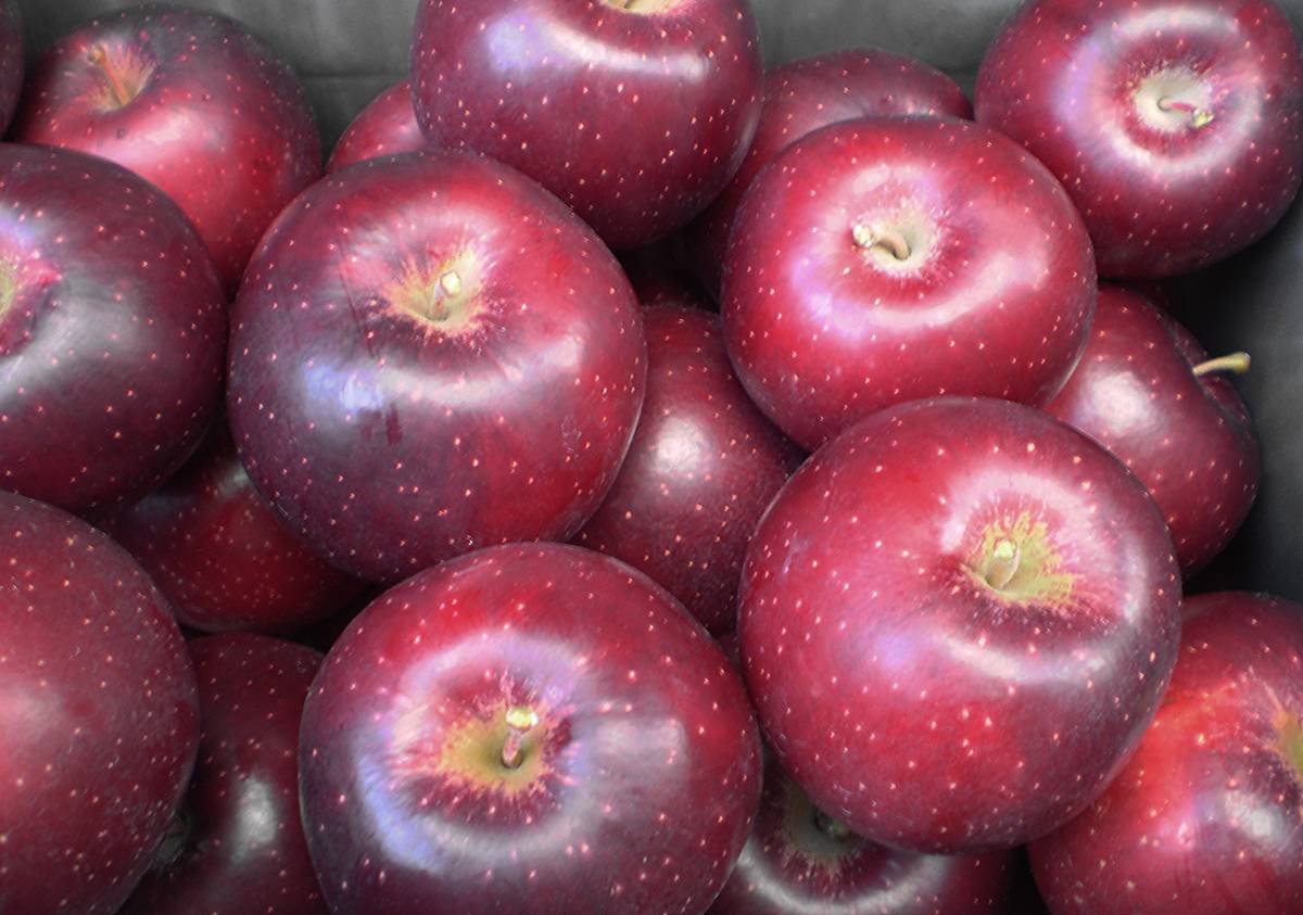 青森りんご 北紅 バラ詰め9 10kg 農家直送(リンゴ)｜売買されたオークション情報、yahooの商品情報をアーカイブ公開 - オークファン リンゴ