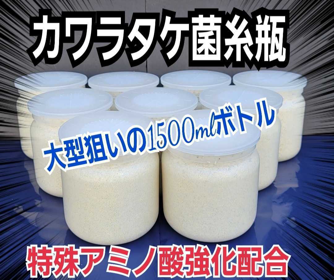 極上！カワラタケ菌糸瓶6本特殊アミノ酸強化配合