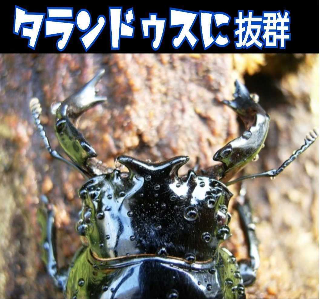 極上！カワラタケ菌糸瓶【5本】特殊アミノ酸強化配合！タランドゥス・オウゴンオニに 極上！カワラタケ菌糸瓶6本特殊アミノ酸強化配合
