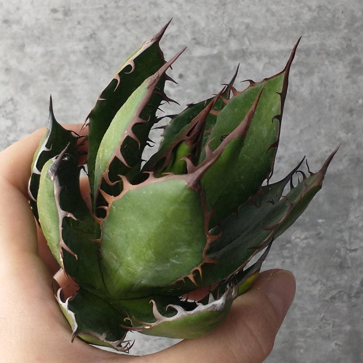 強棘 Agave ホリダ horrida アガベ ボール株 F1076 特選強棘 titanota