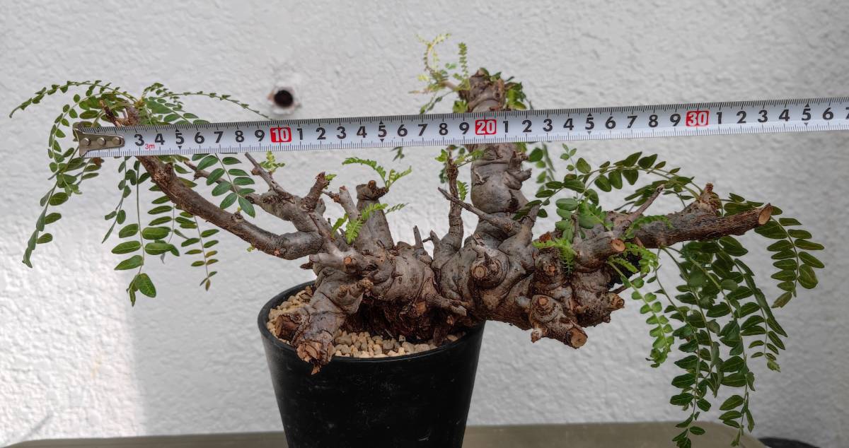 ボスウェリア ネグレクタ 塊根植物 現地 ボスウェリア ネグレクタ