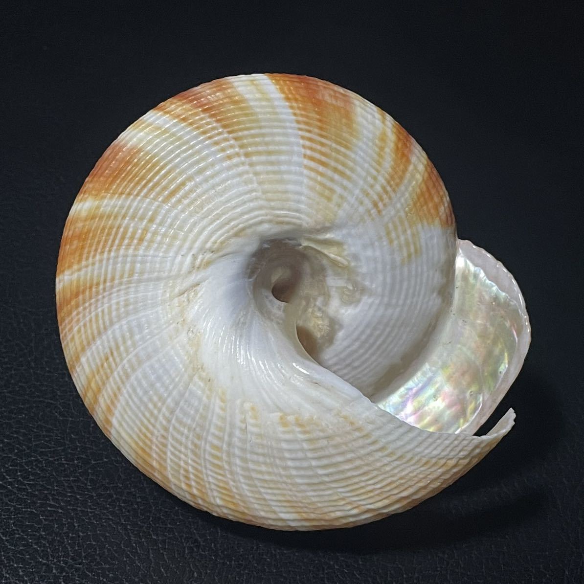 貝殻 標本 オキナエビスガイ 81.5mm 特美品 蓋付き(科学、自然)｜売買