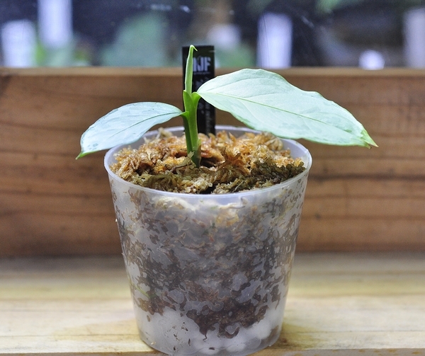 Pahang産] Aglaonema nebulosum NM-PV便 熱帯植物 アグラオネマ 原種
