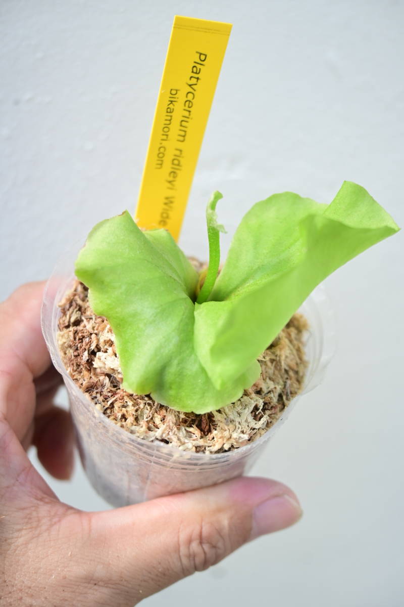 P.ridleyi Wide & Frill⑧ @bikamori.com リドレイ ワイド&フリル