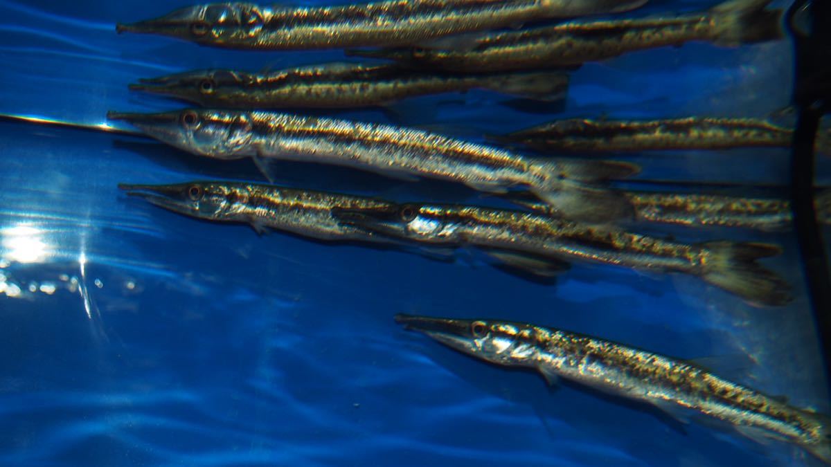 ゴールデンパイクカラシン　１２～１３ｃｍ前後　１匹　※輸送による口ぶつけあります。即決価格！送料や追加確認は質問にお願いします。