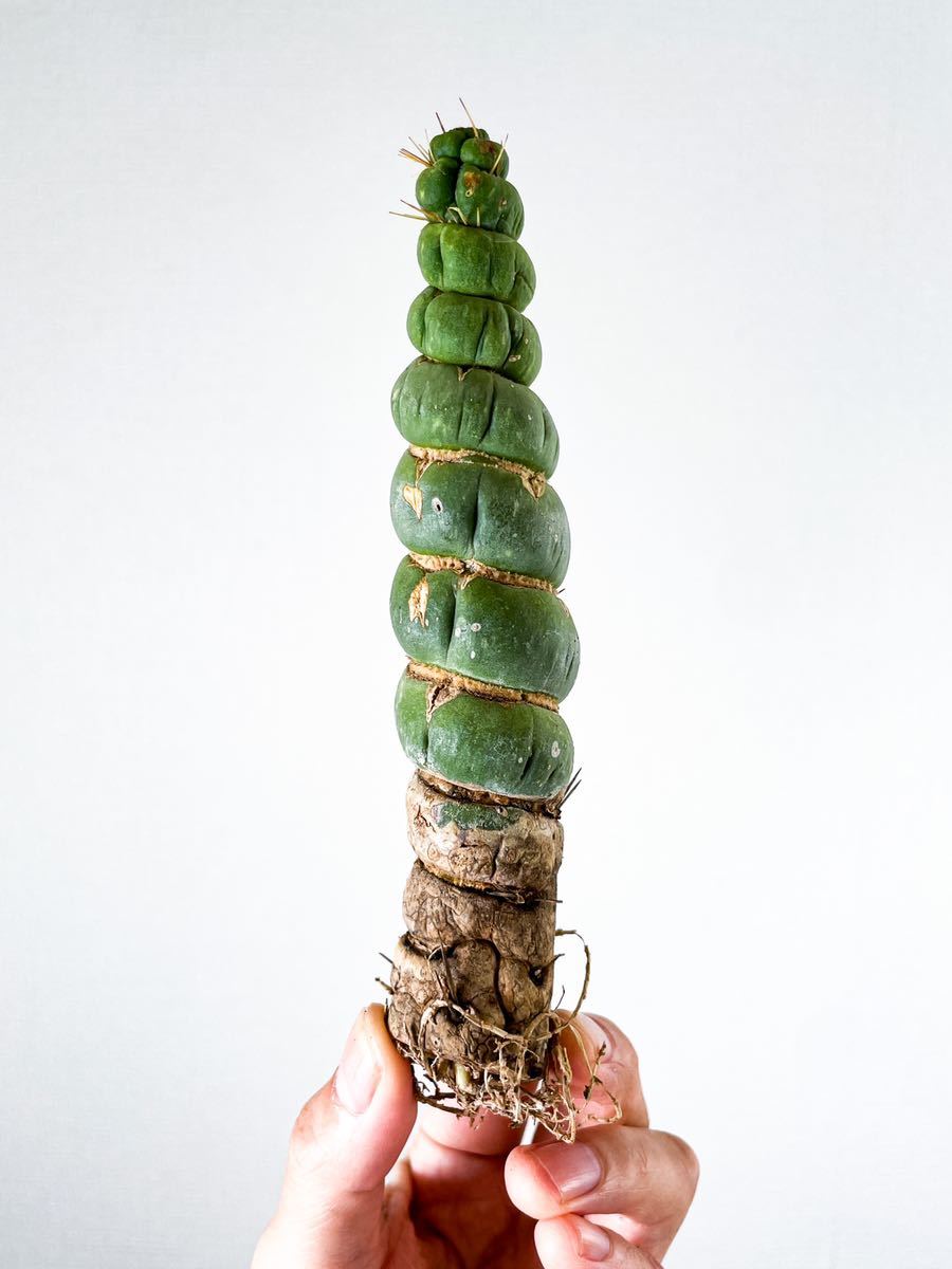 新作入荷，新作入荷，HOT 4 Eulychnia castanea f. 'spiralis' ユーリキニアカスタネアスピラリス サボテン 多肉植物 塊根植物(サボテン)｜売買されたオークション情報、yahooの商品情報をアーカイブ公開 - オークファン サボテン