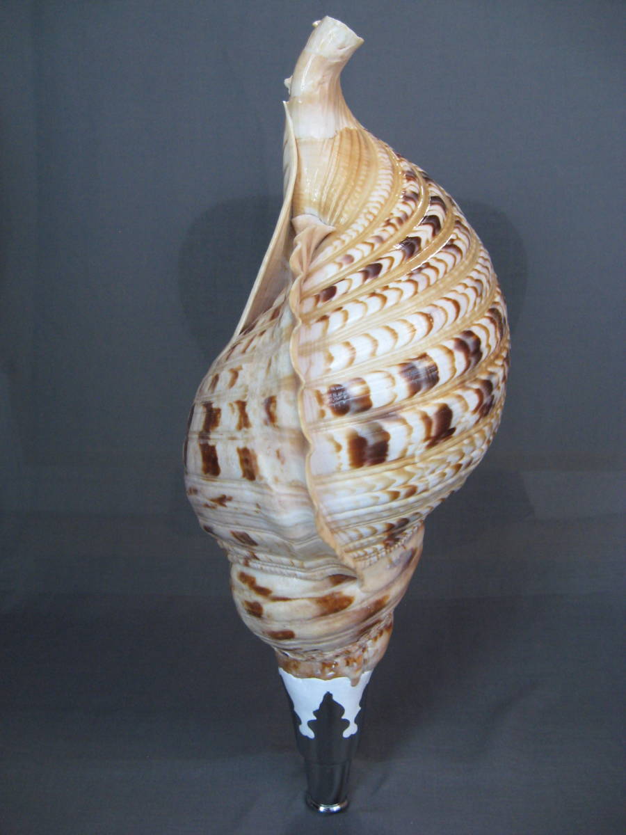 法螺貝 約36cm 法螺貝 4個のセット 法螺貝 35cm ZX 30 ⁄ ZX 35 ⁄ ZX 40 ⁄