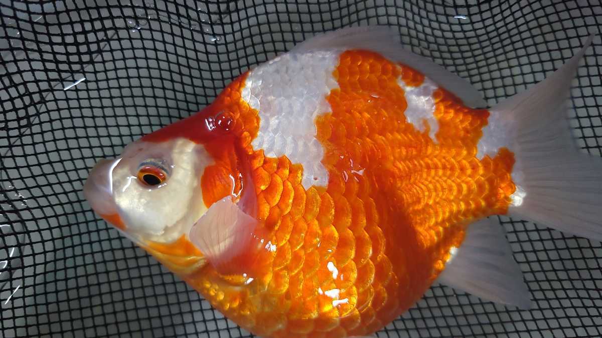  山古志産 玉サバ モンスター血統 2歳 短尾個体 18センチ(金魚)｜売買されたオークション情報、yahooの商品情報をアーカイブ公開 - オークファン その他