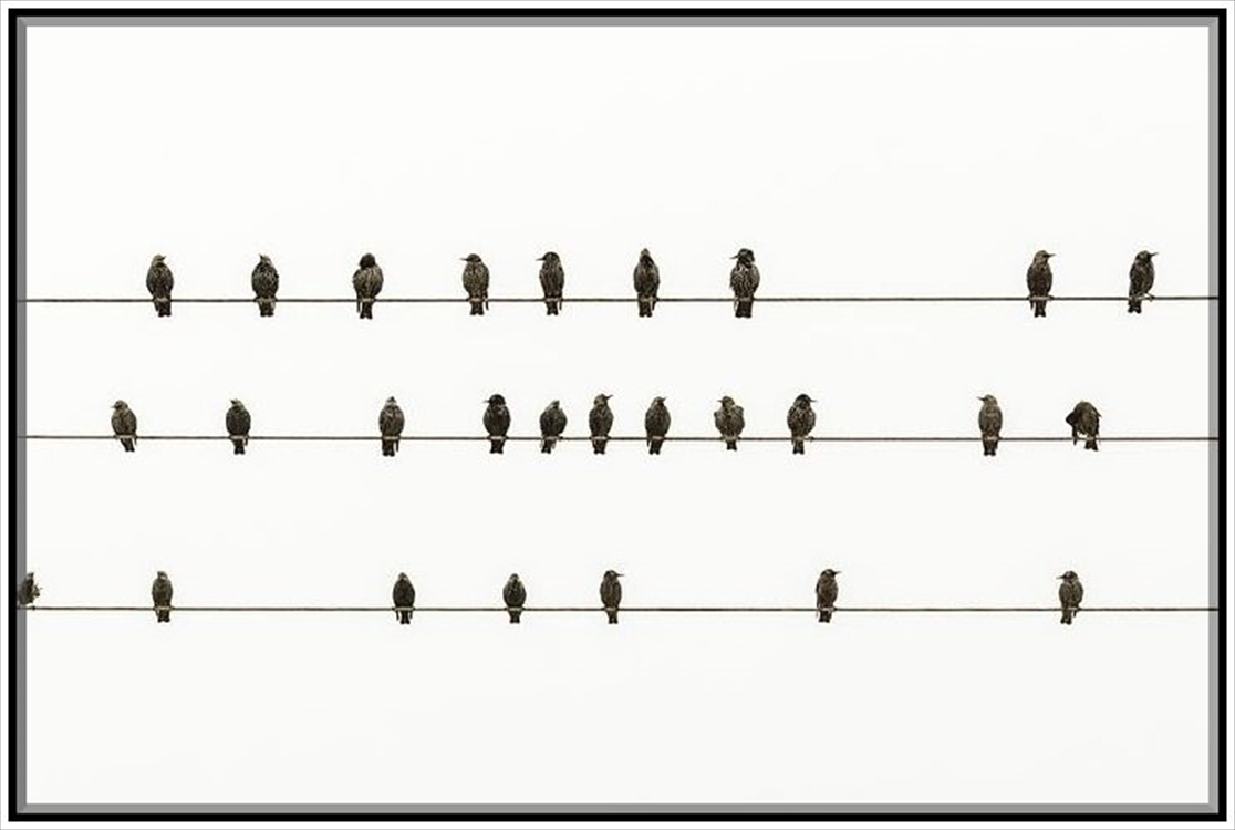 ■【送料無料】 1円即決 動物写真 フリー画像 フリー素材 壁紙 背景 PO1073_1