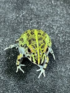 ナンベイウシガエル 7 9センチくらい １匹での価格です Aula Cenesantarosa Edu Pe