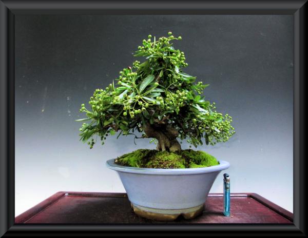 ◆福助９Ｂ１２６８３◆ピラカンサス◆樹高２３㎝の展示素材◆◆