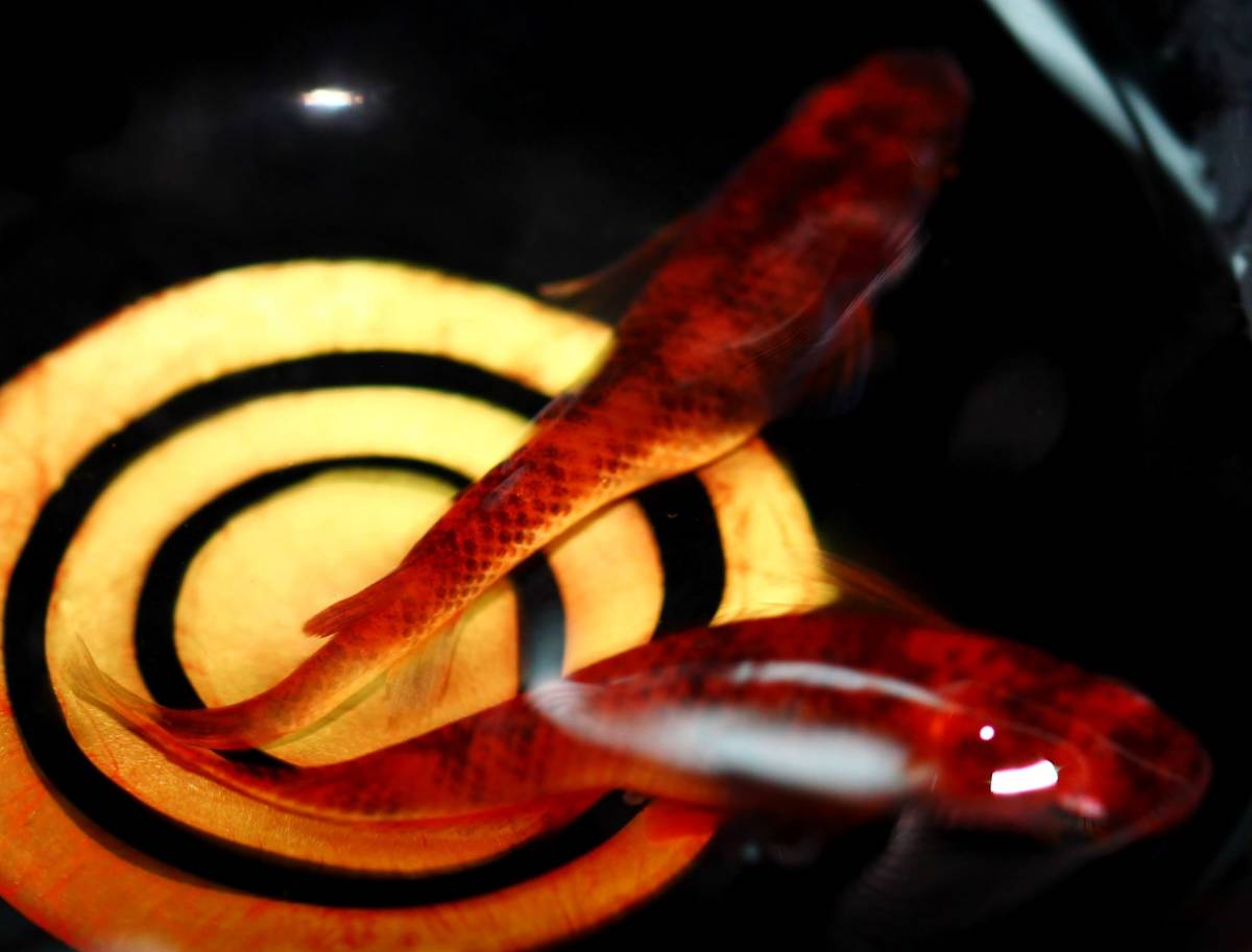 【特選めだか】現物出品・種親にどうぞ!! スペシャル墨濃個体★ 真に赤い・真朱（しんしゅ）メダカ 当方作出 S1563★特濃朱赤めだか 1ペア