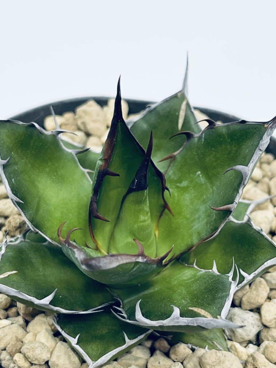 Agave horrida | アガベホリダ 実生株 ホリダ ssp. 8. 沖永良部島