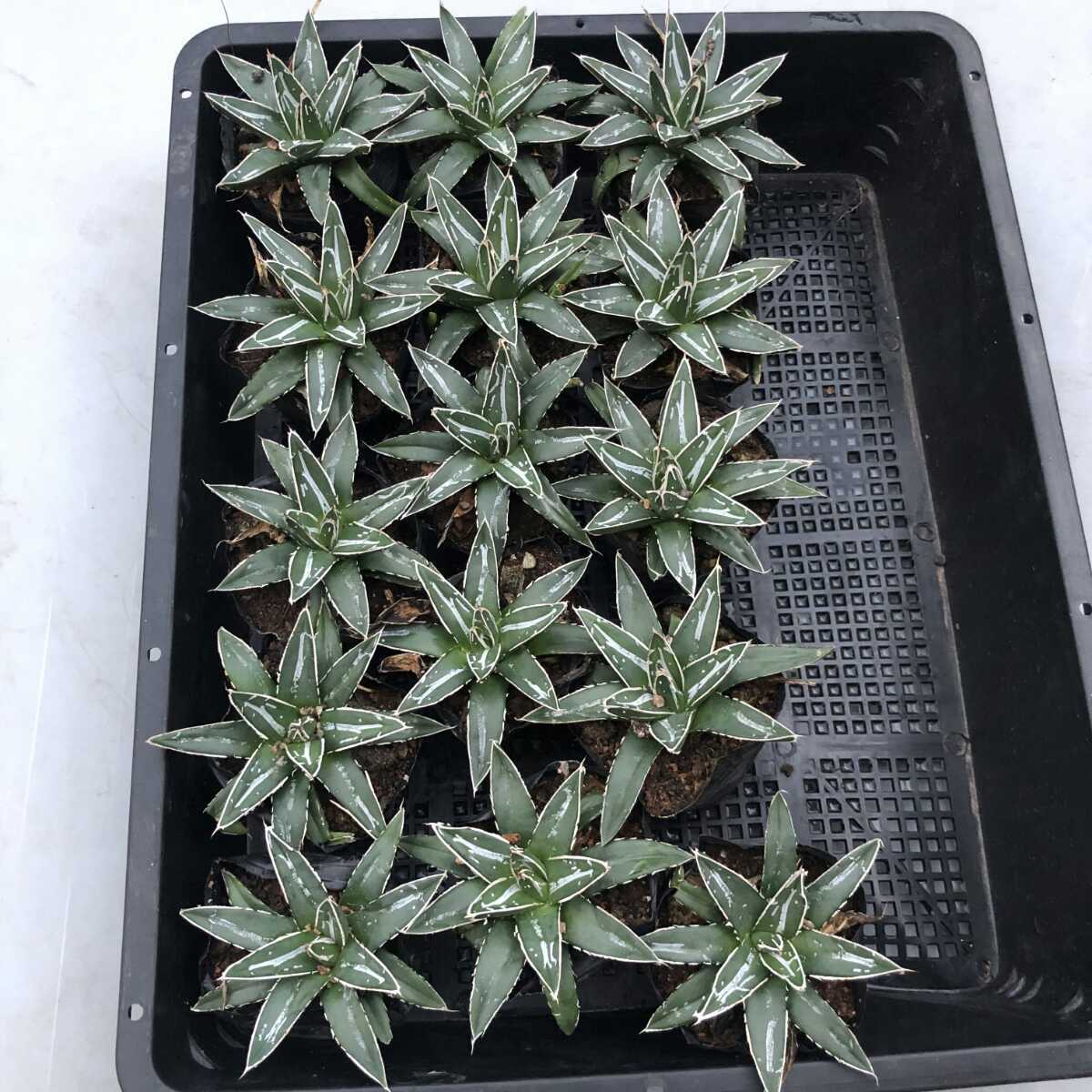 アガベ 濃白株 極上株 多肉植物 ダルマ笹の雪 笹の雪 包