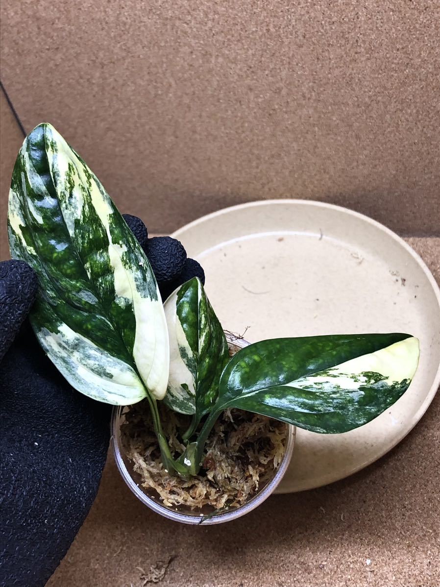 人気，人気SALE ③ モンステラＳＰ ペルー &lsquo;バリエゲイテッド&lsquo; MONSTERA SP. PERU `VARIEGATED` 超(モンステラ)｜売買されたオークション情報、yahooの商品情報をアーカイブ公開 - オークファン モンステラ