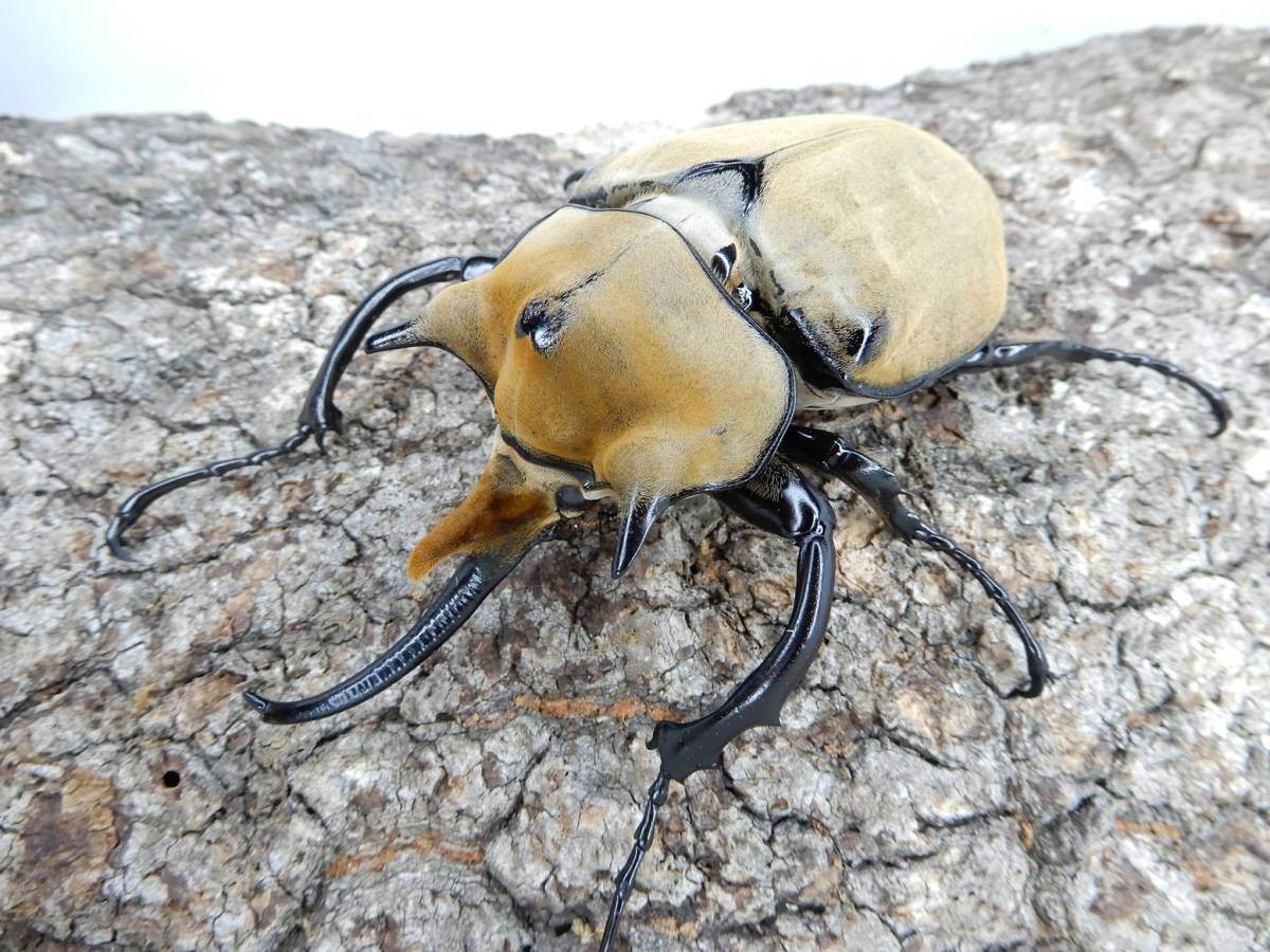 標本イイジマゾウカブトWD