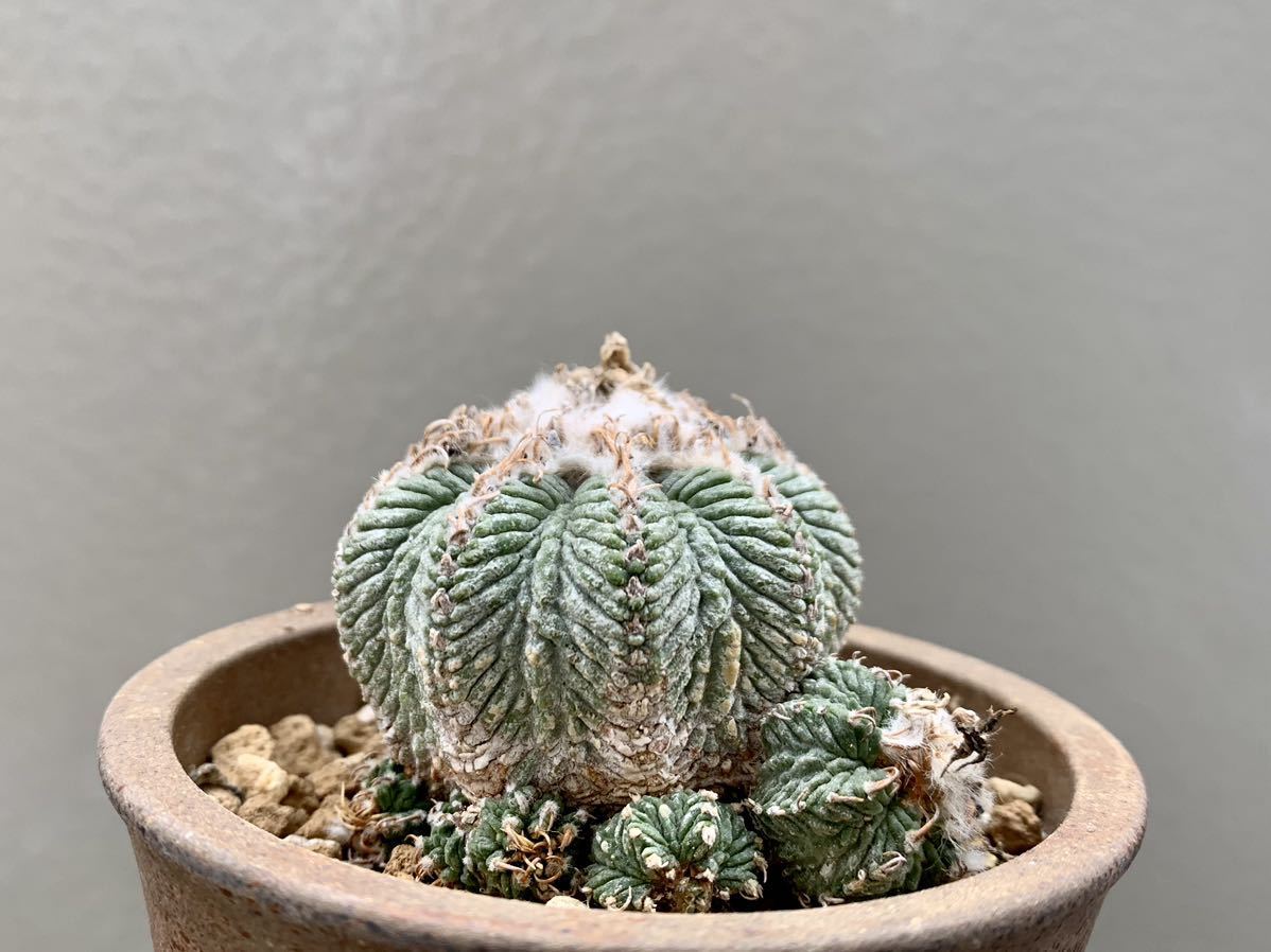 Aztekium | - 花籠 RIMO'S GREEN サボテン ritteriアズテキウム・花籠