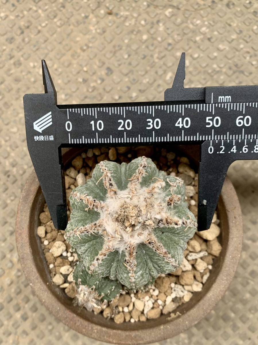 Aztekium | - 花籠 RIMO'S GREEN サボテン ritteriアズテキウム・花籠