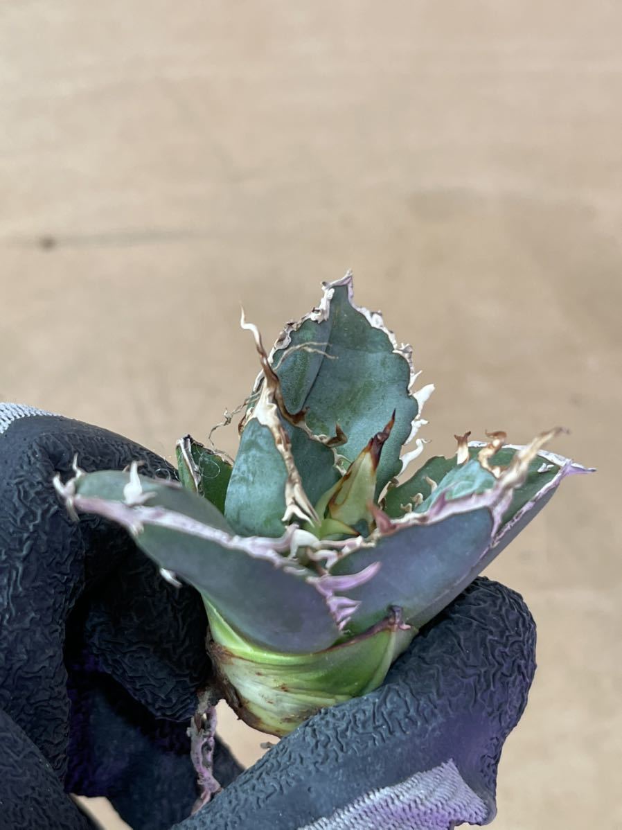 多肉植物アガベ チタノタ 白鯨極上小株 チタノタ アガベ 多肉植物 縞斑