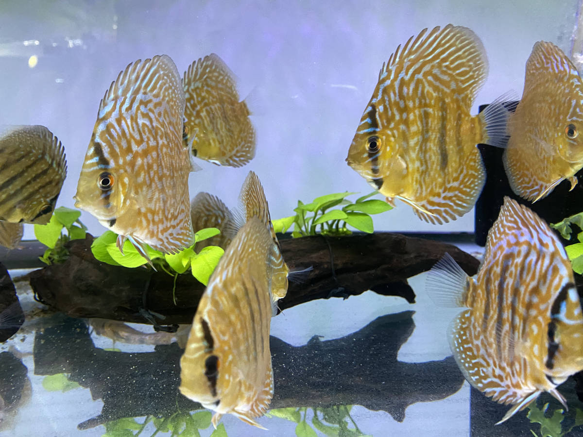 レオパードスキン　ディスカス幼魚　6〜8cm 　3匹セット【自家ブリード】P-5_1