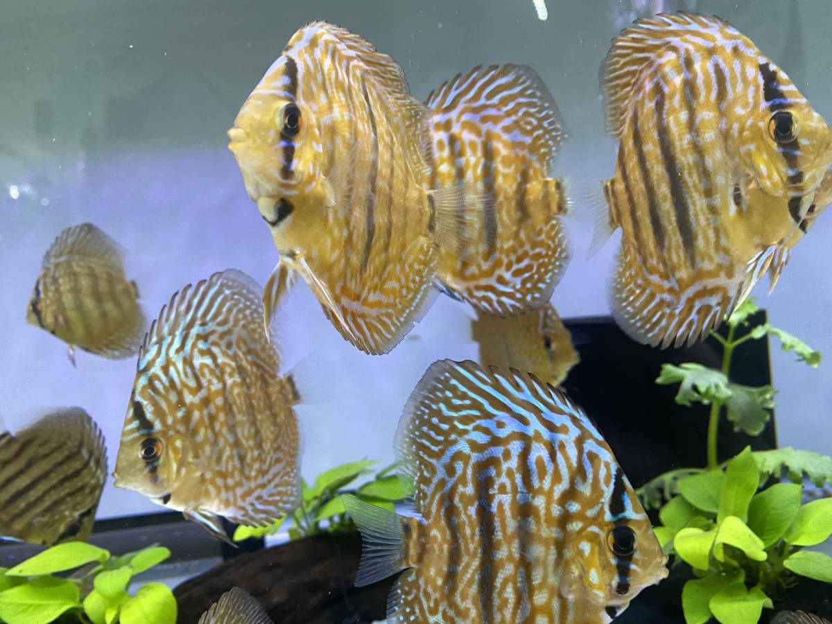 レオパードスキン　ディスカス幼魚　6〜8cm 　3匹セット【自家ブリード】P-5_2