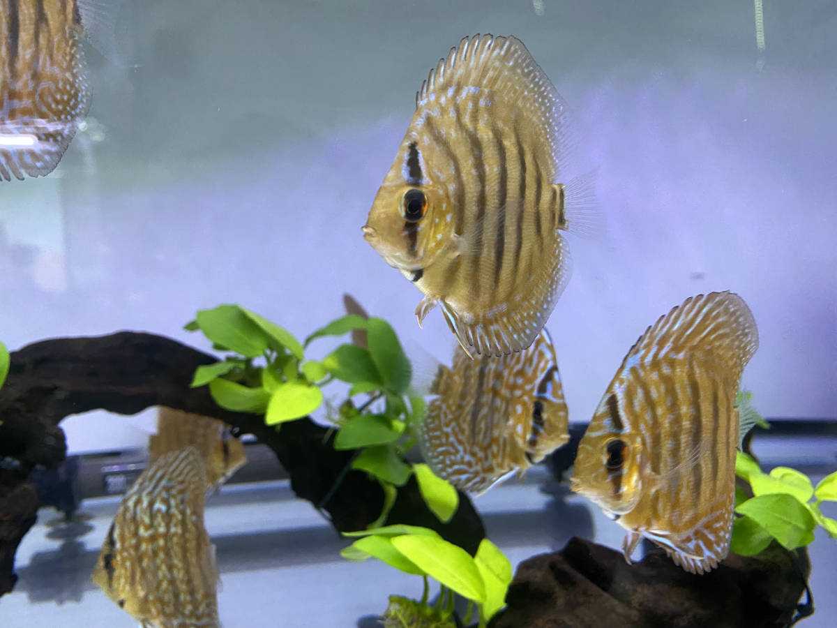 レオパードスキン　ディスカス幼魚　6〜8cm 　3匹セット【自家ブリード】P-5_4