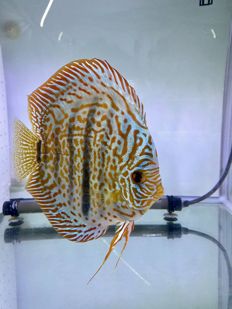 レオパードスキン　ディスカス幼魚　6〜8cm 　3匹セット【自家ブリード】P-5_5