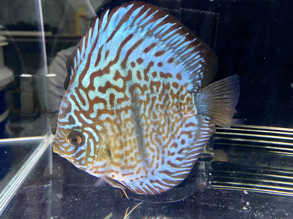 レオパードスキン　ディスカス幼魚　6〜8cm 　3匹セット【自家ブリード】P-5_6