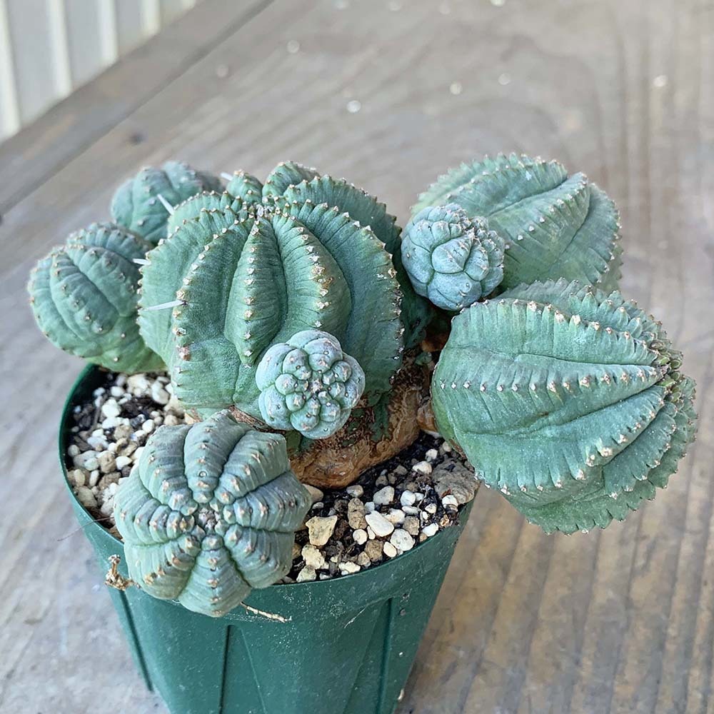 【輸入苗】ユーフォルビア インファウスタ *1156