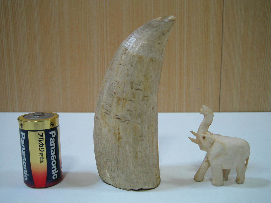 マッコウクジラ Yahoo!オークション 鯨歯 - 1円～マッコウクジラ