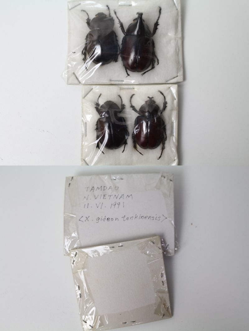 昆虫標本 カブトムシ メンガタカブト Trichogomphus サイカブト 
