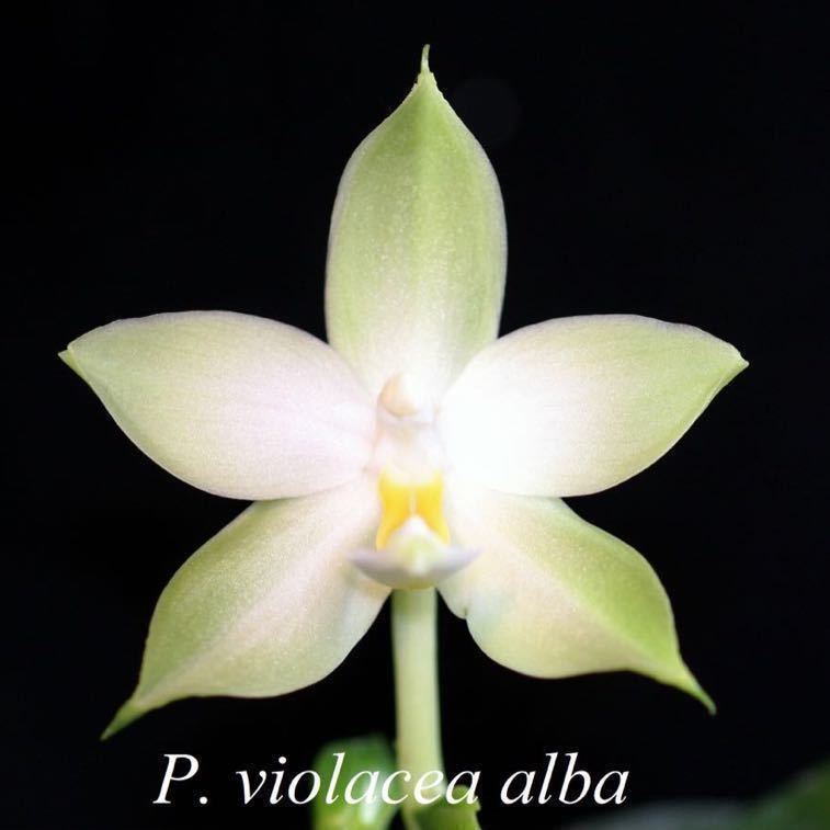 (^。 ^)(180)洋蘭原種，Phal. violacea var. alba