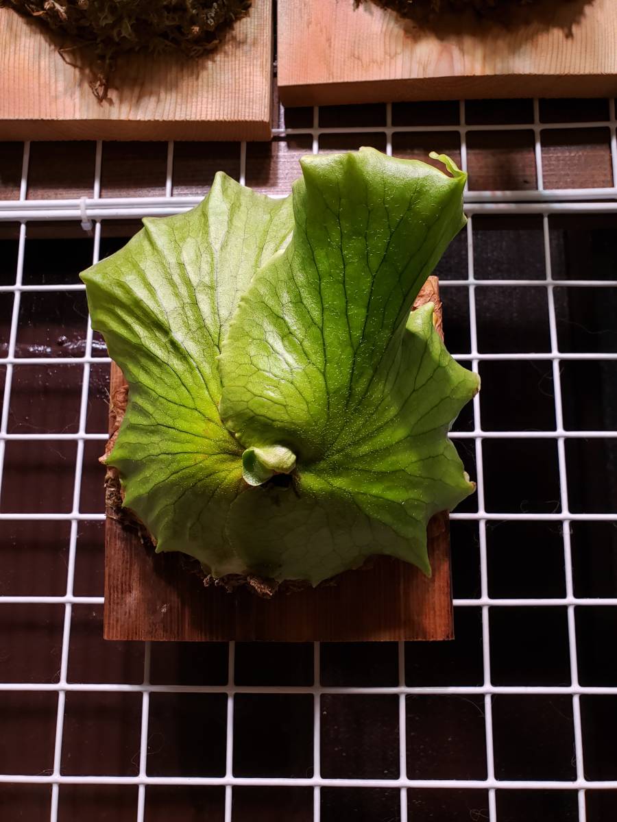 コロナリウム　P.coronarium　ビカクシダ　コウモリラン　プラティケリウム　　Platycerium　胞子培養