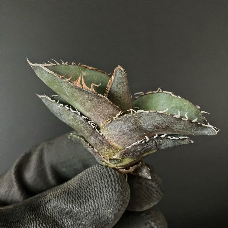 アガベ オテロイ実生 OSP株 3株セット 観葉植物