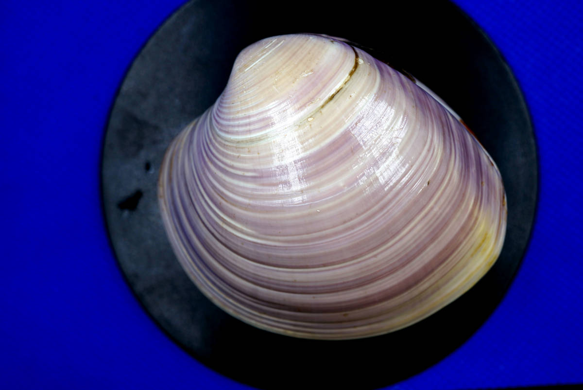 貝殻 ハマグリの値段と価格推移は 3件の売買情報を集計した貝殻 ハマグリの価格や価値の推移データを公開