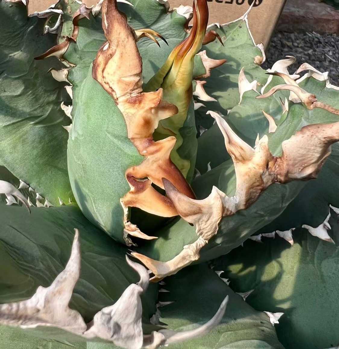 D18 実生厳選 アガベ チタノタ 無名 実生厳選 agave titanota no name